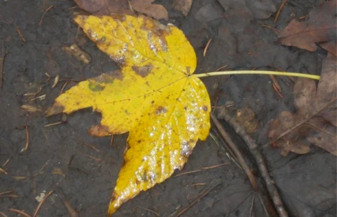 Herbstzeit - Zeit des Wandels: Die Kraft der Vergänglichkeit